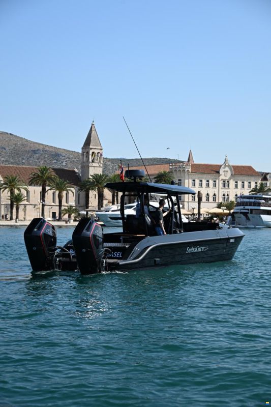 Swiss Cat 31