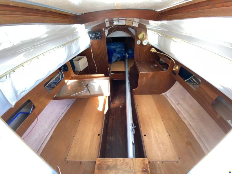 Shark24