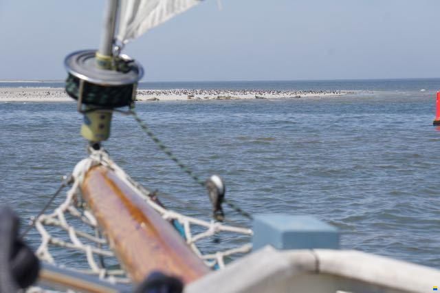 Peter van Klink Puffin 42