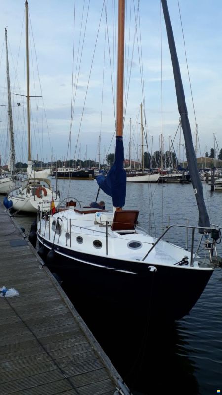 Moerman 29