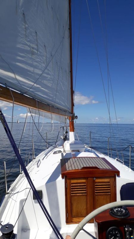 Moerman 29