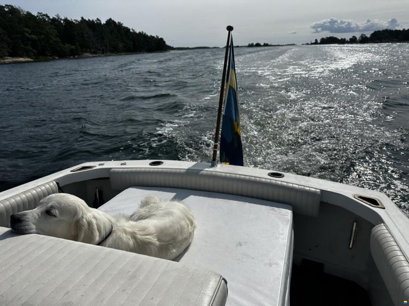 Bertram 25 Open