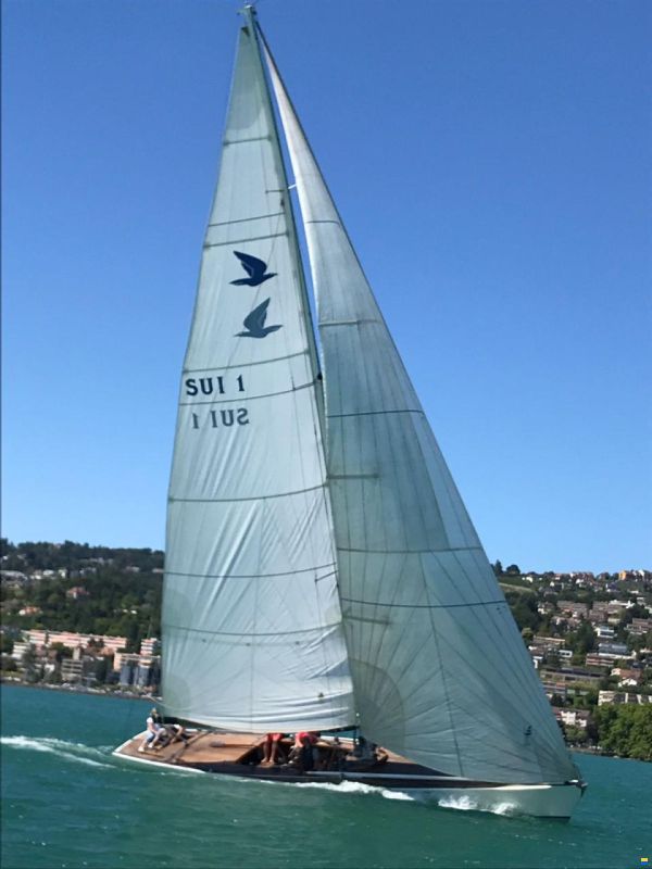 Albatros