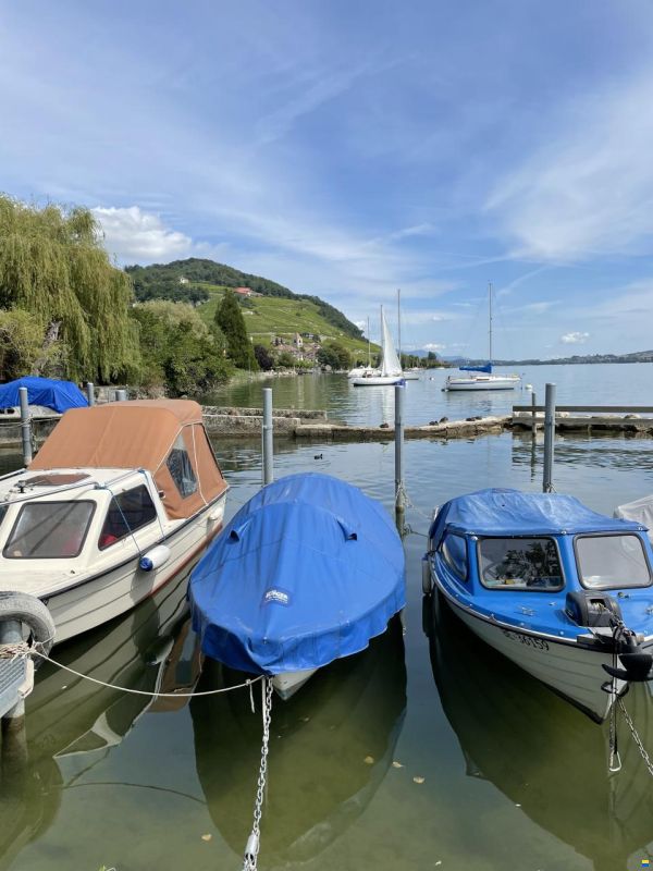 Fjord Ali Girl 15