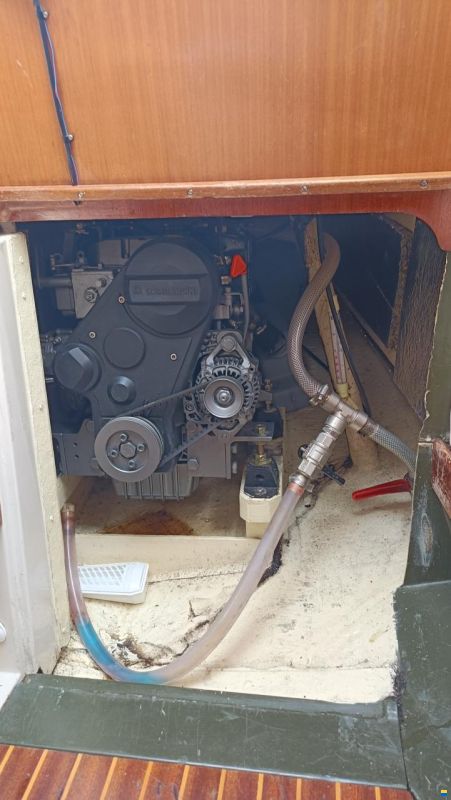 Mallard Écume de mer