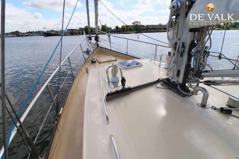 Danish Rose 42