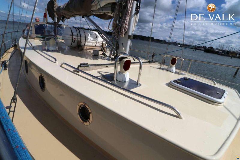 Danish Rose 42