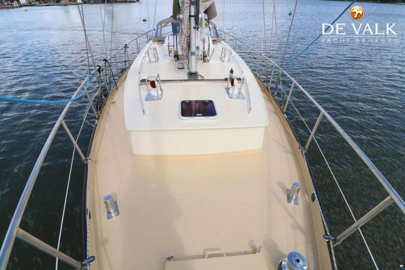 Danish Rose 42
