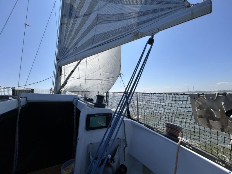Helmsmann 31