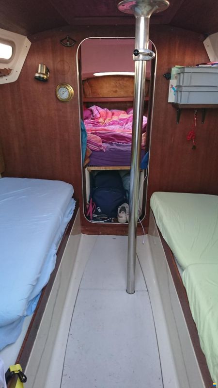 Oeja Batar Avance 24