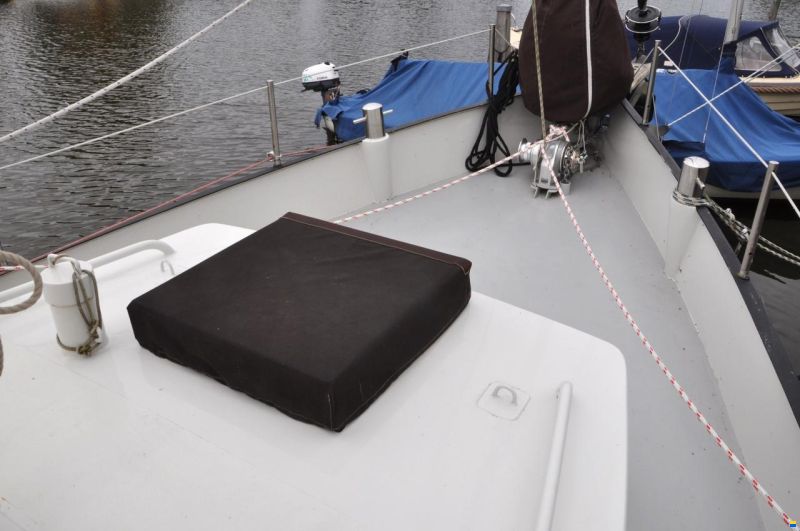 Danish Rose 31