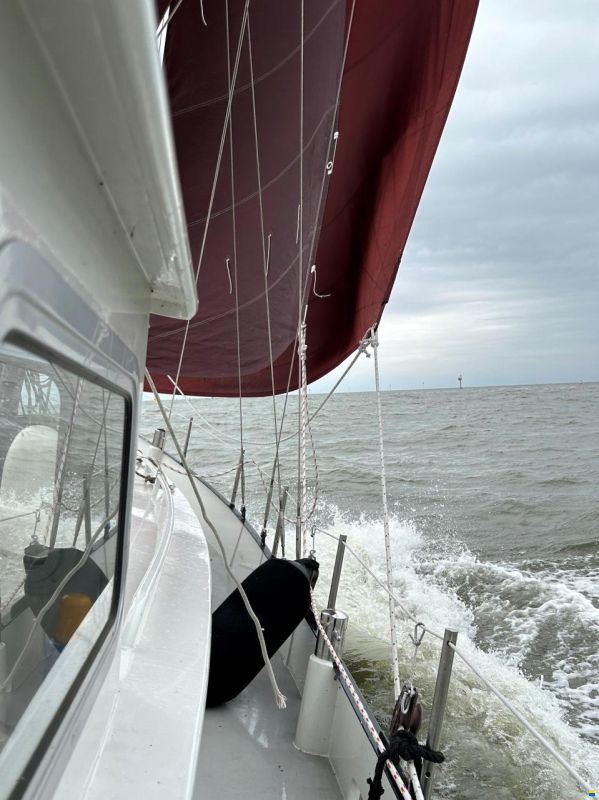 Danish Rose 31