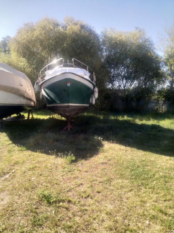 Pedro 950