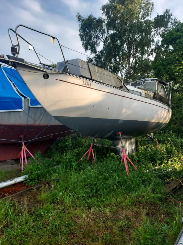 Netta 30
