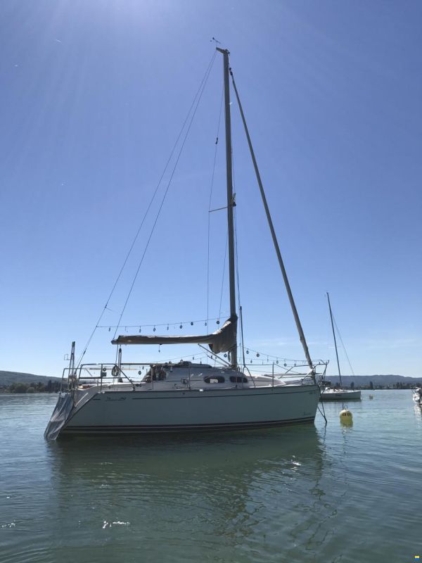 Delphia 29
