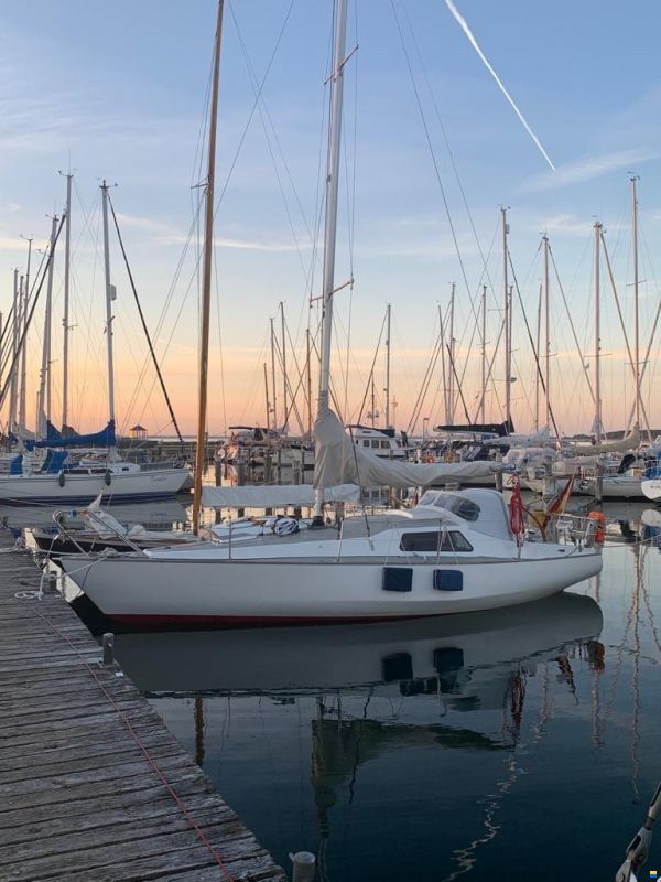 Scampi 30