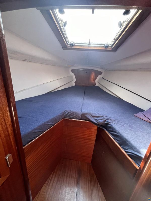 Scampi 30