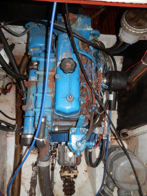 Danish Rose 31