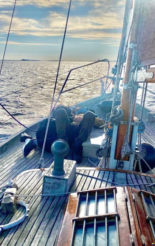 Danish Rose 31
