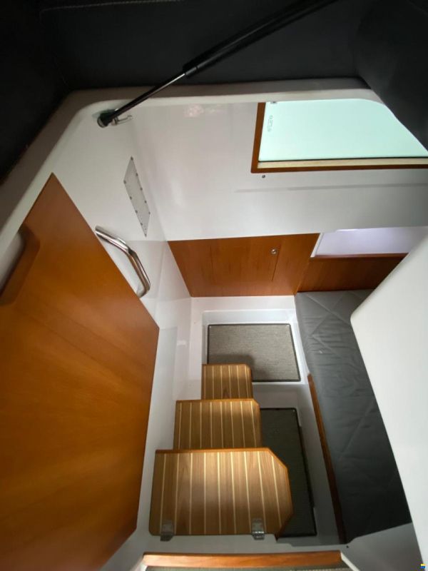 Sargo 31