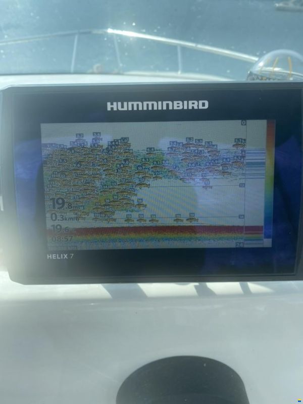 Bluestar Quicksilver Hardtop