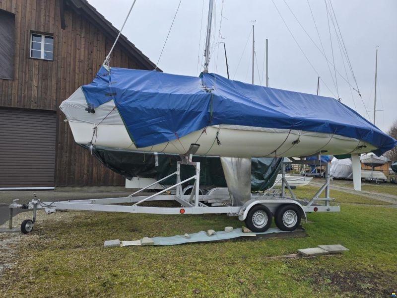 Santarelli Maxi Dolphin Joker