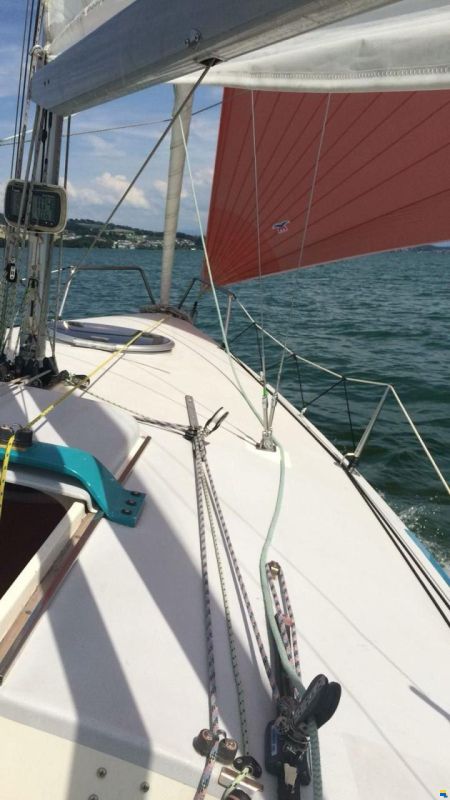 Santarelli Maxi Dolphin Joker