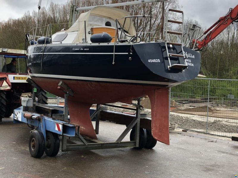 Mallard Ecume de Mer