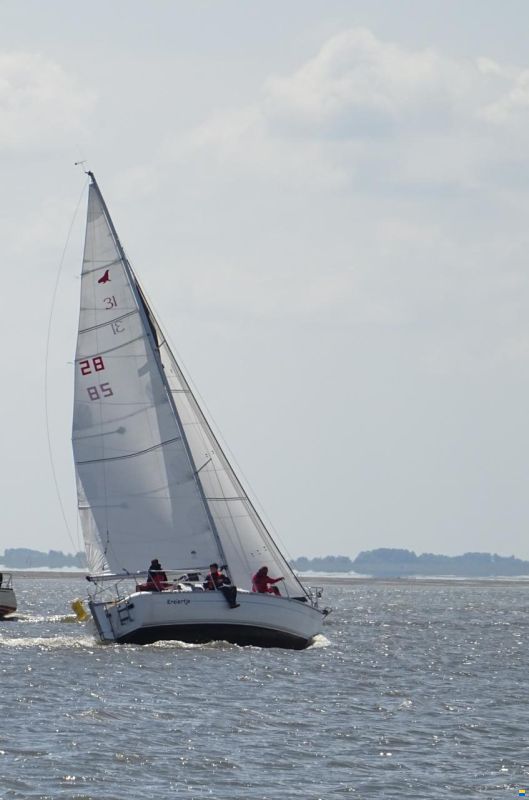 Parker 31