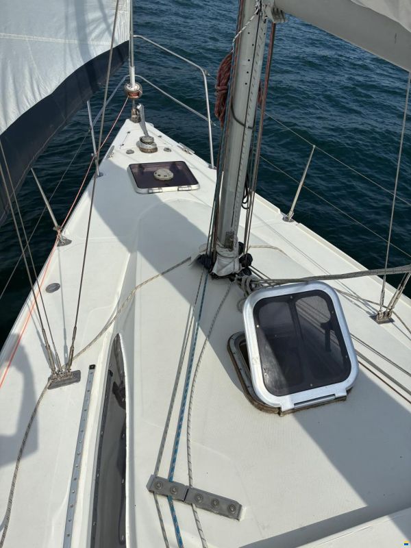 Stag 32