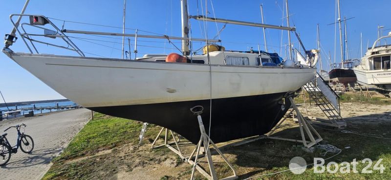 Great Dane 28
