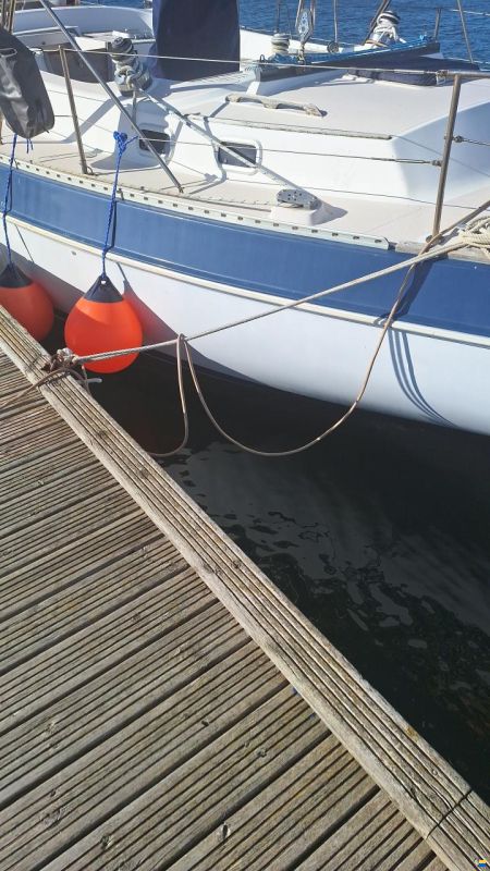 Catalina Morgan Classic 41