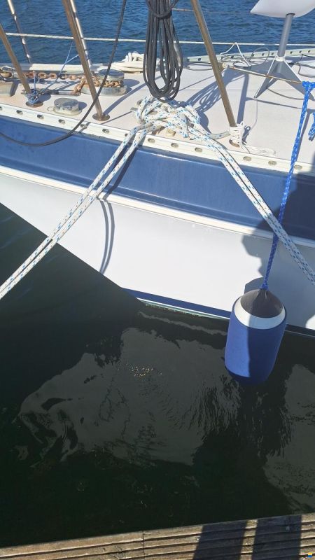 Catalina Morgan Classic 41