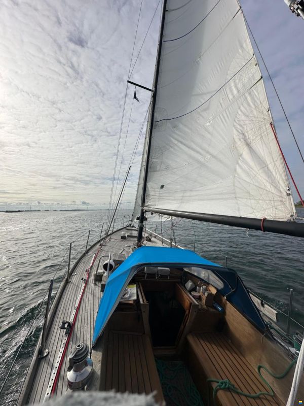 Hartley Golden Corwie 37