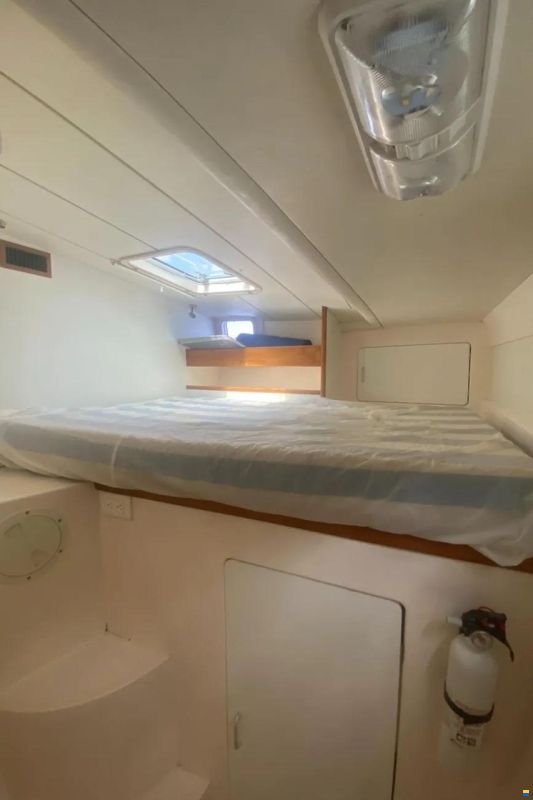Leopard 38