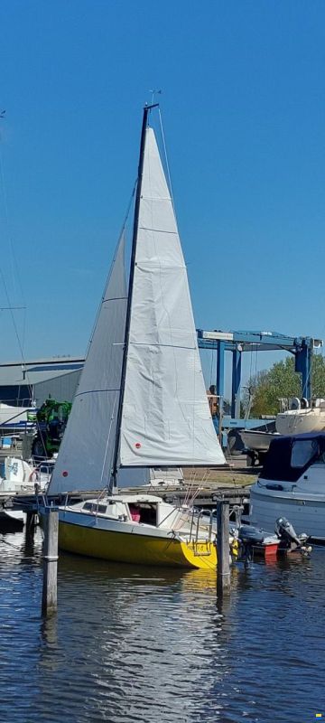 Condor 55