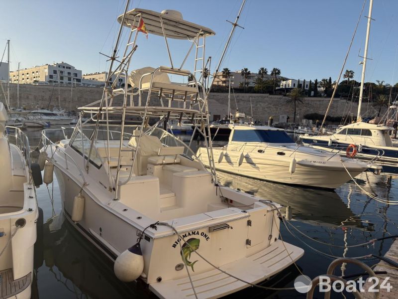 Luhrs 32