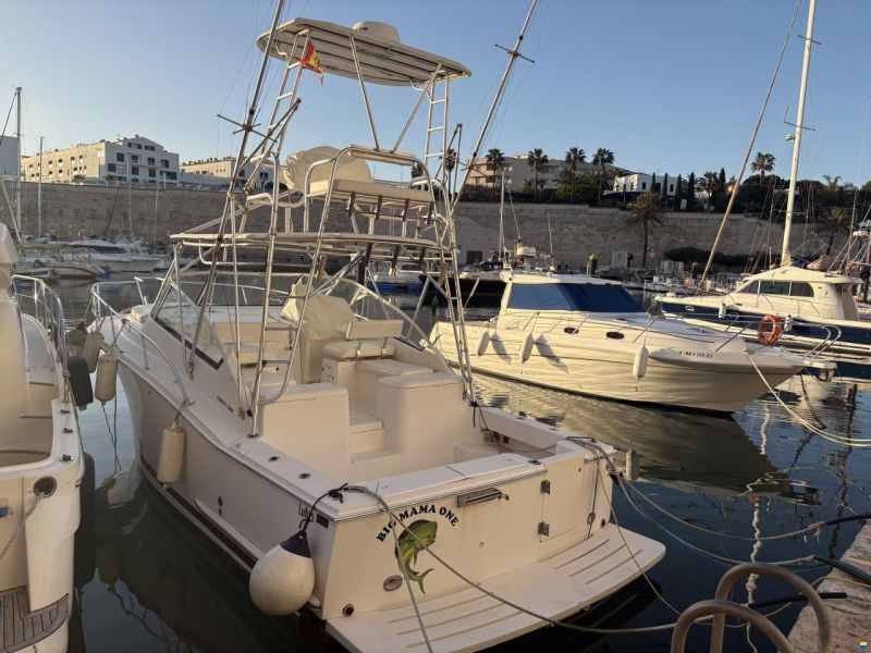 Luhrs 32