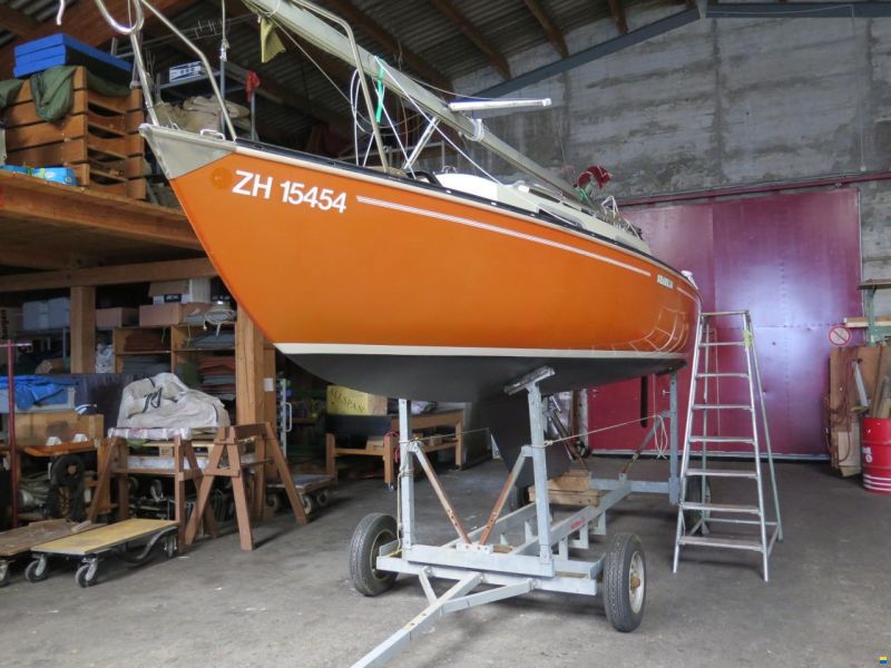 Shark 24
