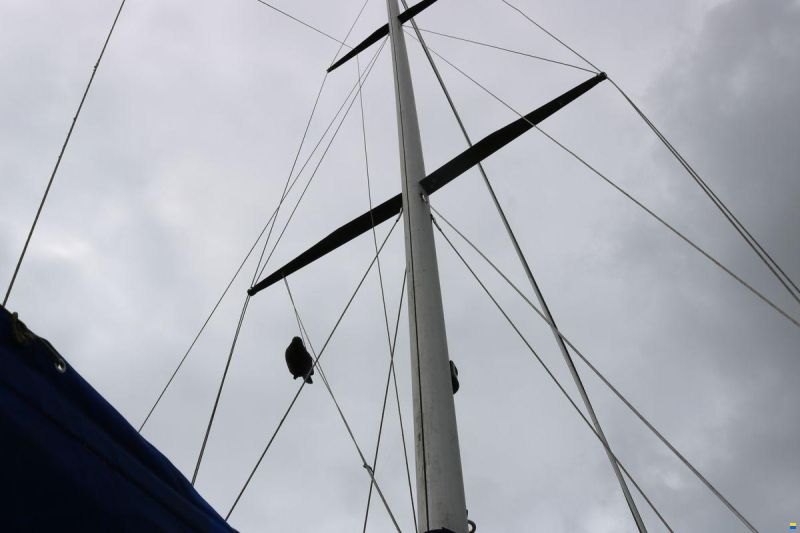 Cal 31