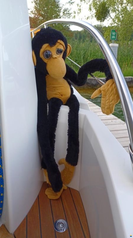 Sessa Dorado 26