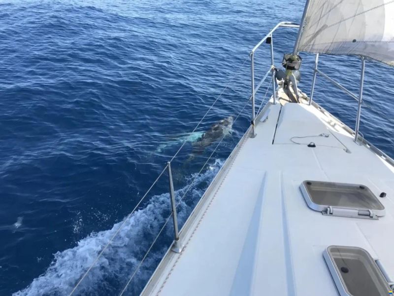 Jeanneau Sun Charm 39