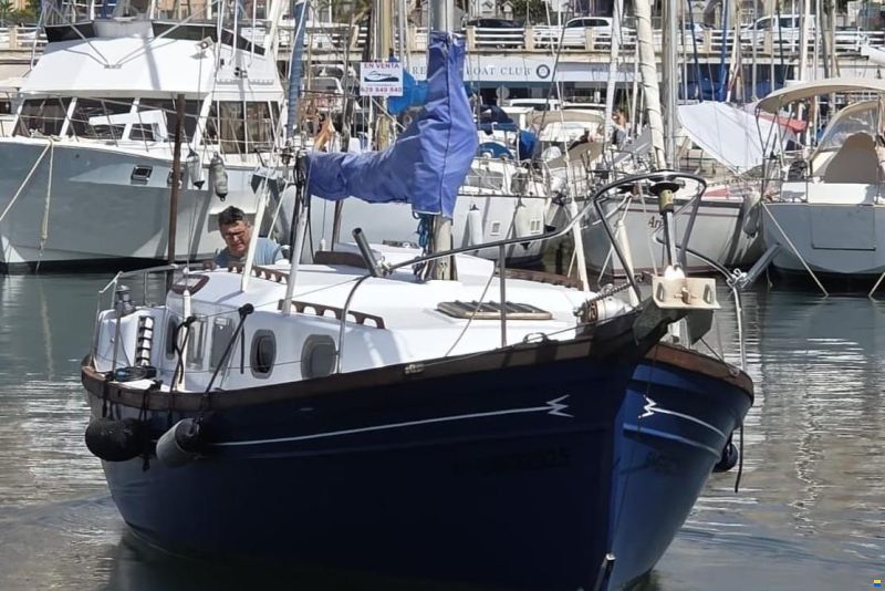 Myabca Delfin 31