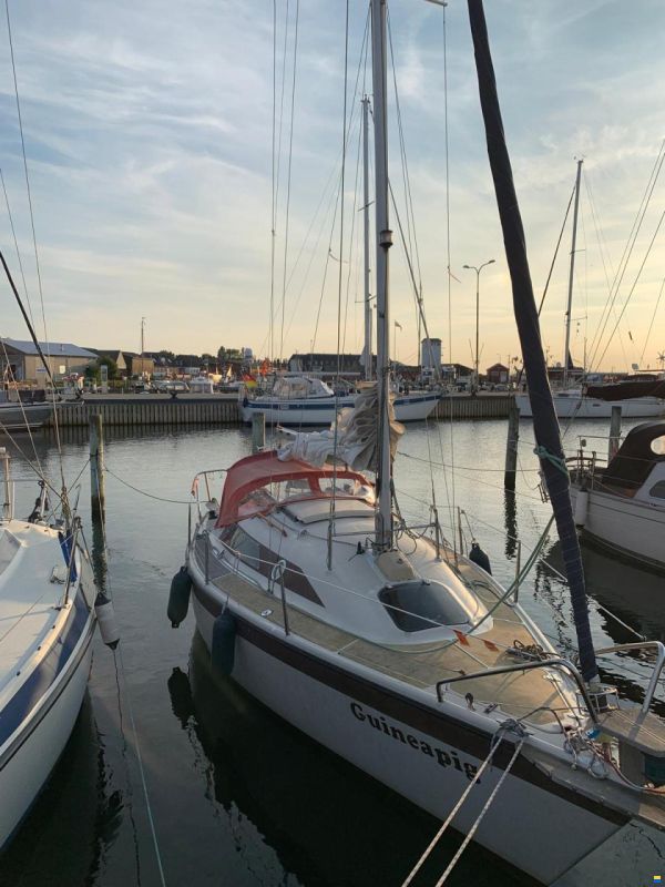 Dehlya 25