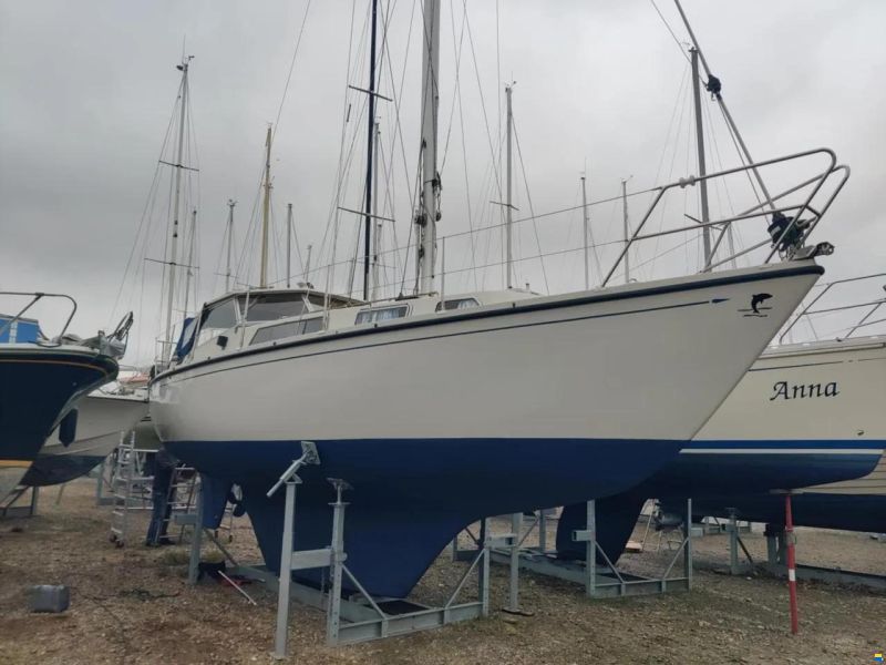Danica Venus 31