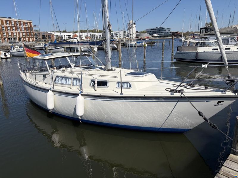Danica Venus 31