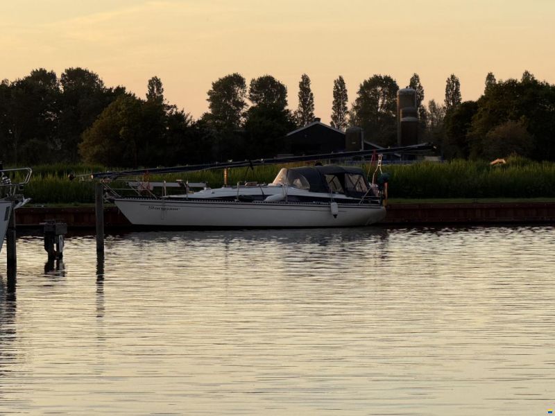 Widholms Beason 31