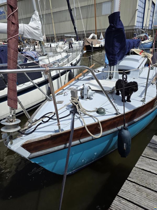 Rossiter pintail 27