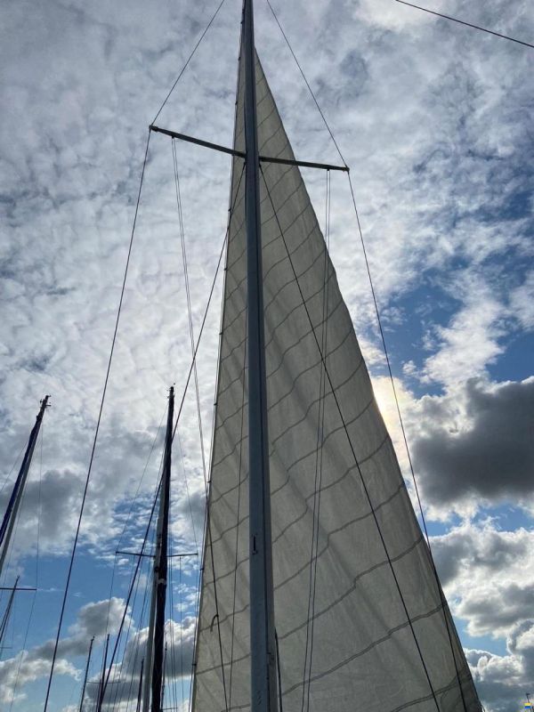 Wauquiez Gladiator 33