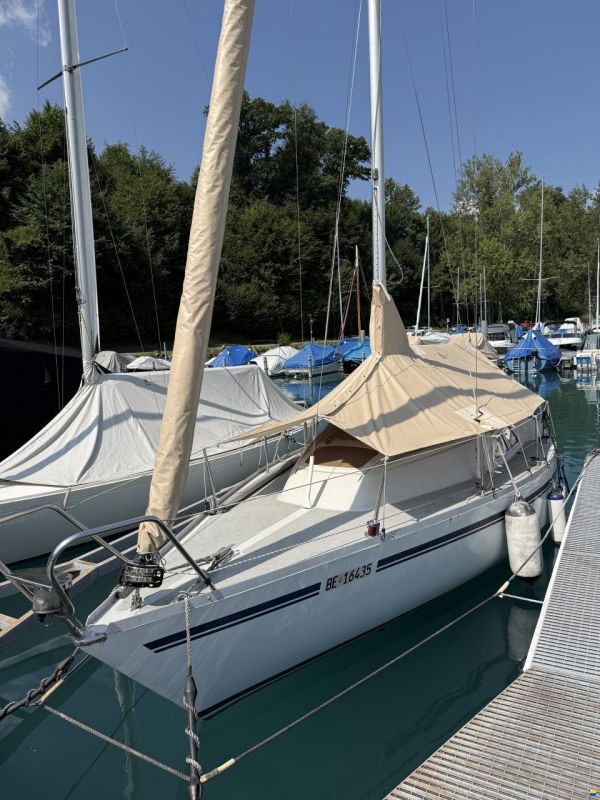 Scampi Lill Scampi 26